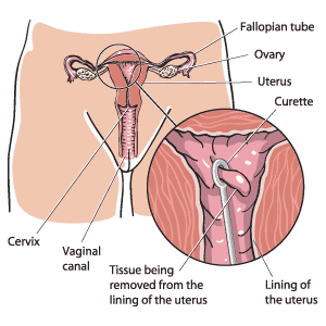 Dominant male position sex