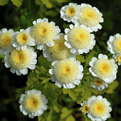 Feverfew