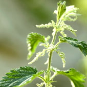 Stinging Nettle