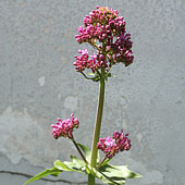 Valerian