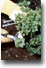 The health benefits of gardening