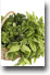 9 healthy herbs for your garden