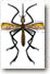 Mosquitoes spreading disease