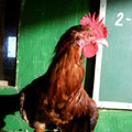 Avian Flu Facts: What You Need to Know