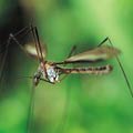 West Nile Virus