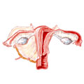TThe female reproductive system, including the vaginal canal, cervix, uterus, ovaries, and fallopian tubes. During an oophorectomy, one or both ovaries are removed.