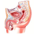 A cross-section of the male pelvis showing the location of the prostate gland.