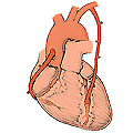 Pontage par greffe de deux artères coronaires de différentes parties du cœur.