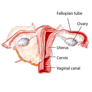 TThe female reproductive system, including the vaginal canal, cervix, uterus, ovaries, and fallopian tubes. During an oophorectomy, one or both ovaries are removed.