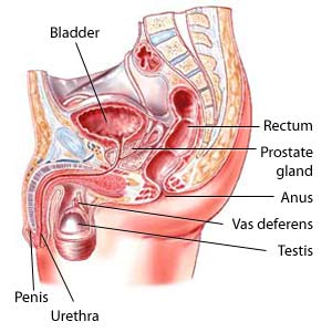 A cross-section of the male pelvis showing the location of the prostate gland.