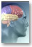 Les connexions dans le cerveau : l'importance de la substance grise dans la SP Les connexions dans le cerveau : l'importance de la substance grise dans la SP